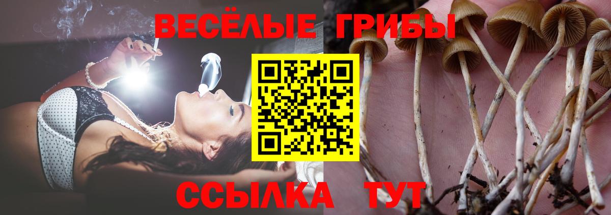 Галлюциногенные грибы Psilocybe Старая Купавна